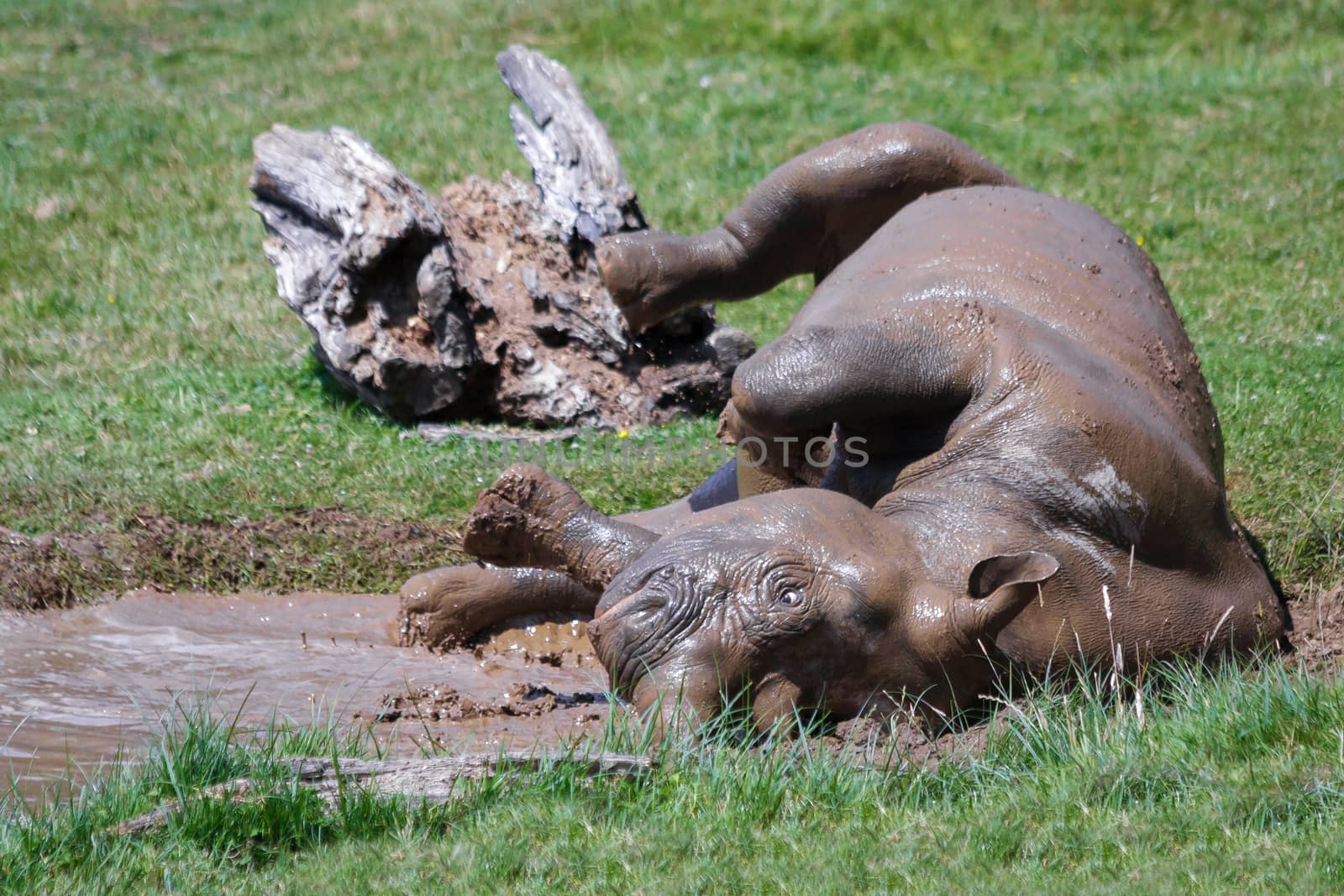 Rolling Rhinoceros (Rhinocerotidae) at Port Lympne Wild Animal a by phil_bird