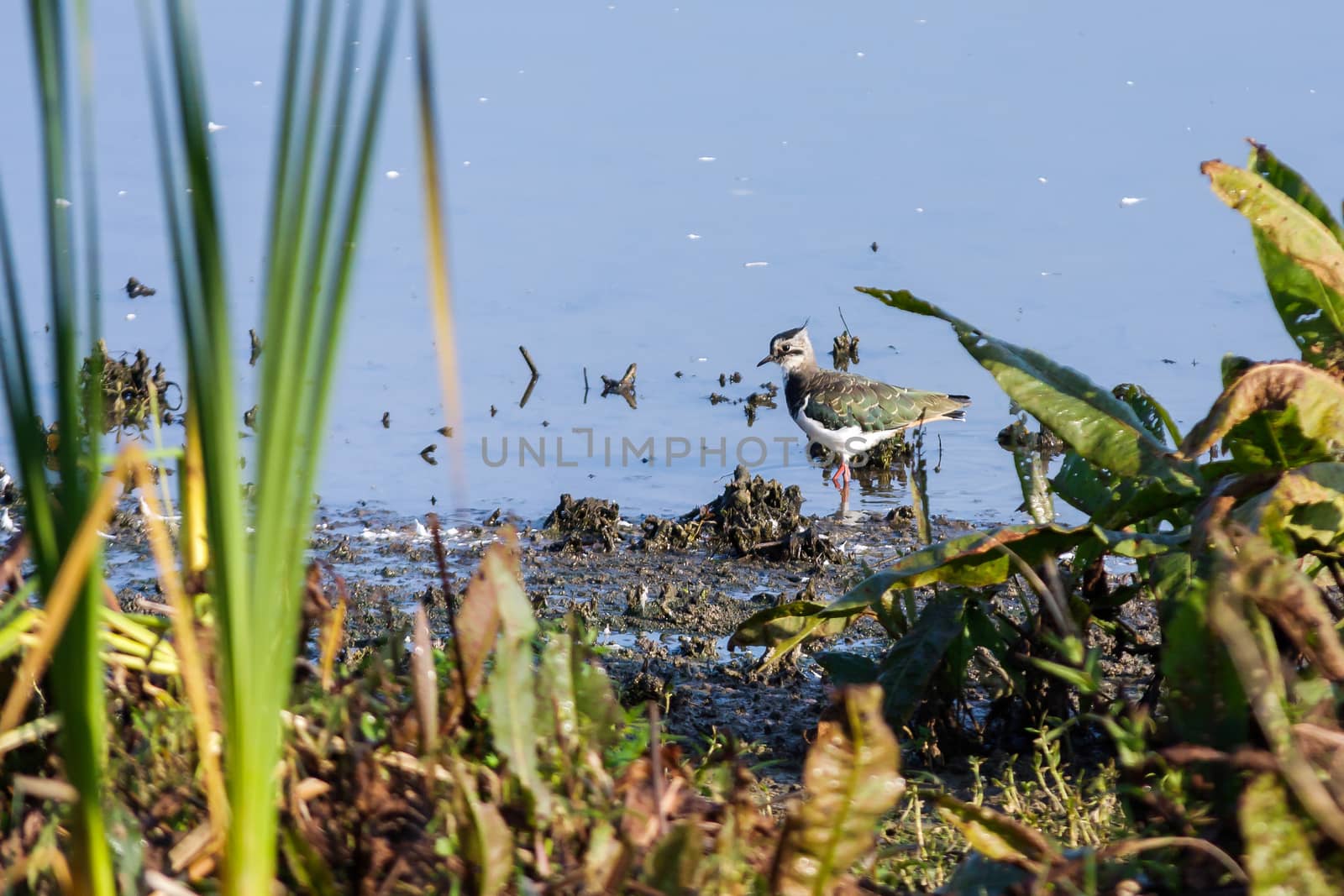 Lapwing Walking along the Shore of Weir Wood Reservoir by phil_bird