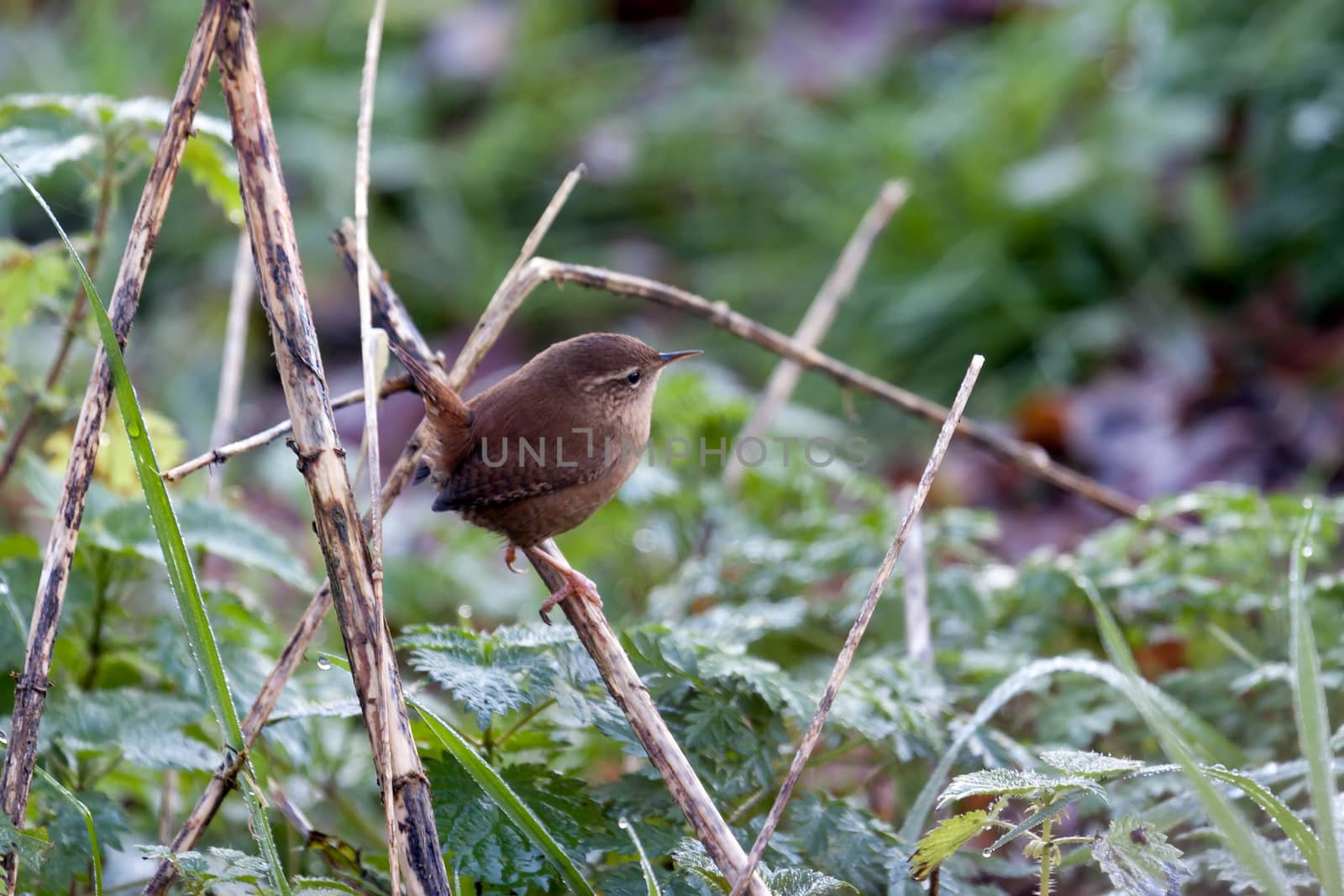 Wren (Troglodytes troglodytes) at Weir Wood Reservoir by phil_bird