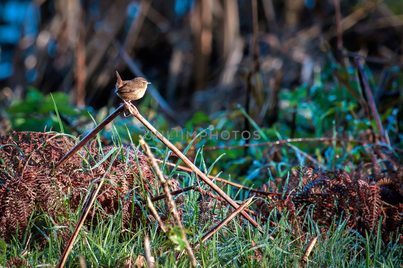 Wren (Troglodytes troglodytes) at Weir Wood Reservoir by phil_bird