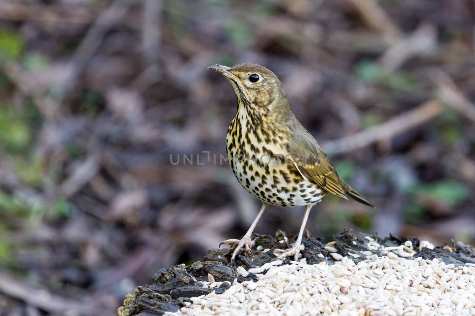 Song Thrush by phil_bird