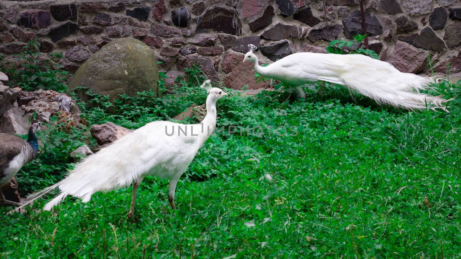 Snow-white birds peafowls peahens with crowns walk on green grass in zoo