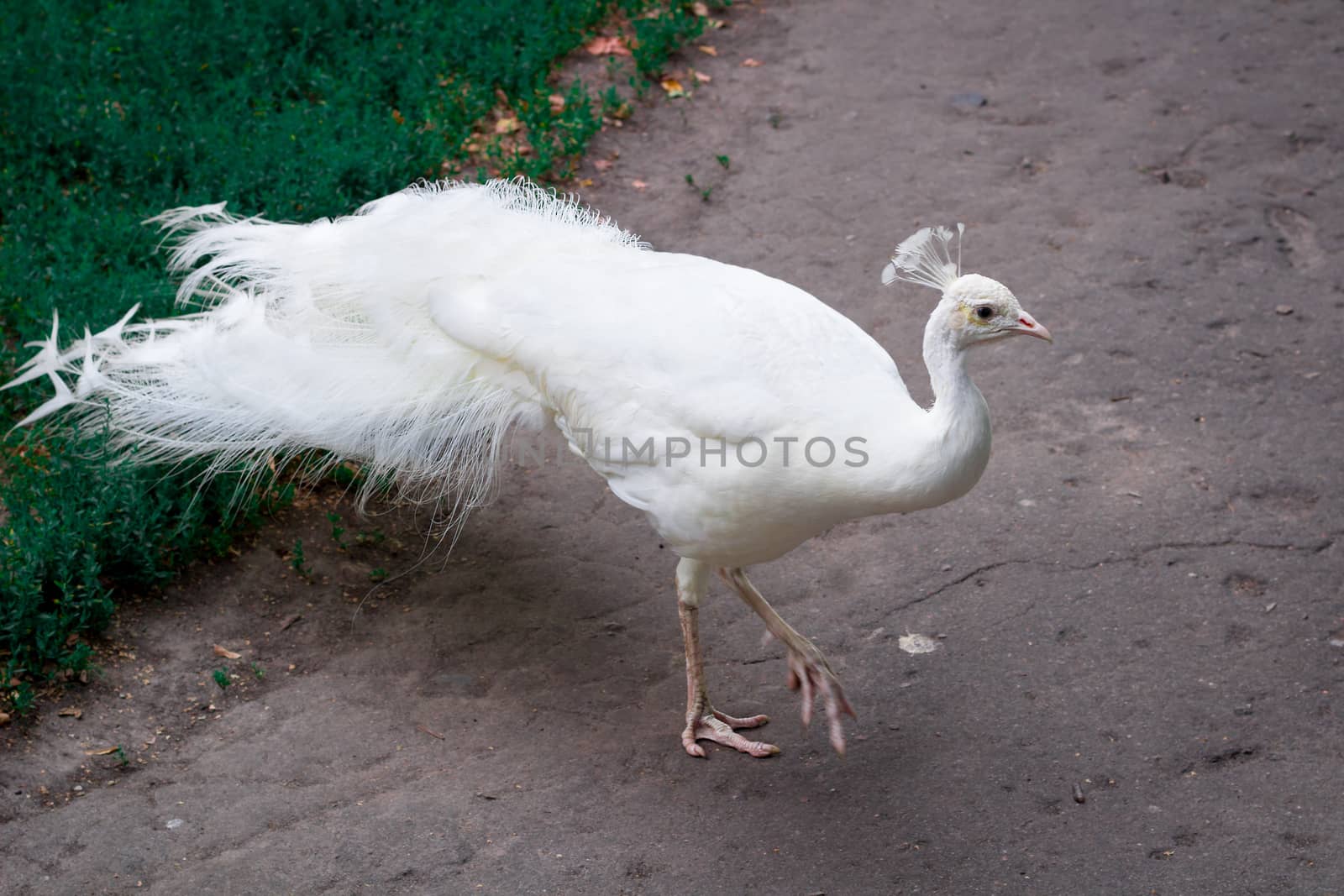 Snow-white bird peafowl peahen with crown walks on ground in zoo