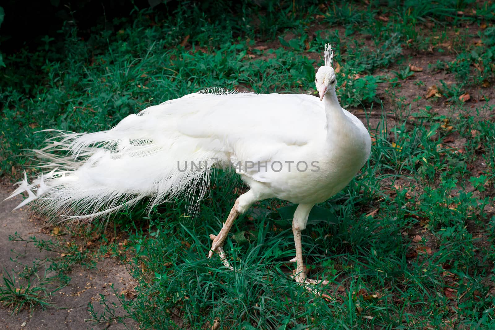 Snow-white bird peafowl peahen with crown walks on green grass in zoo