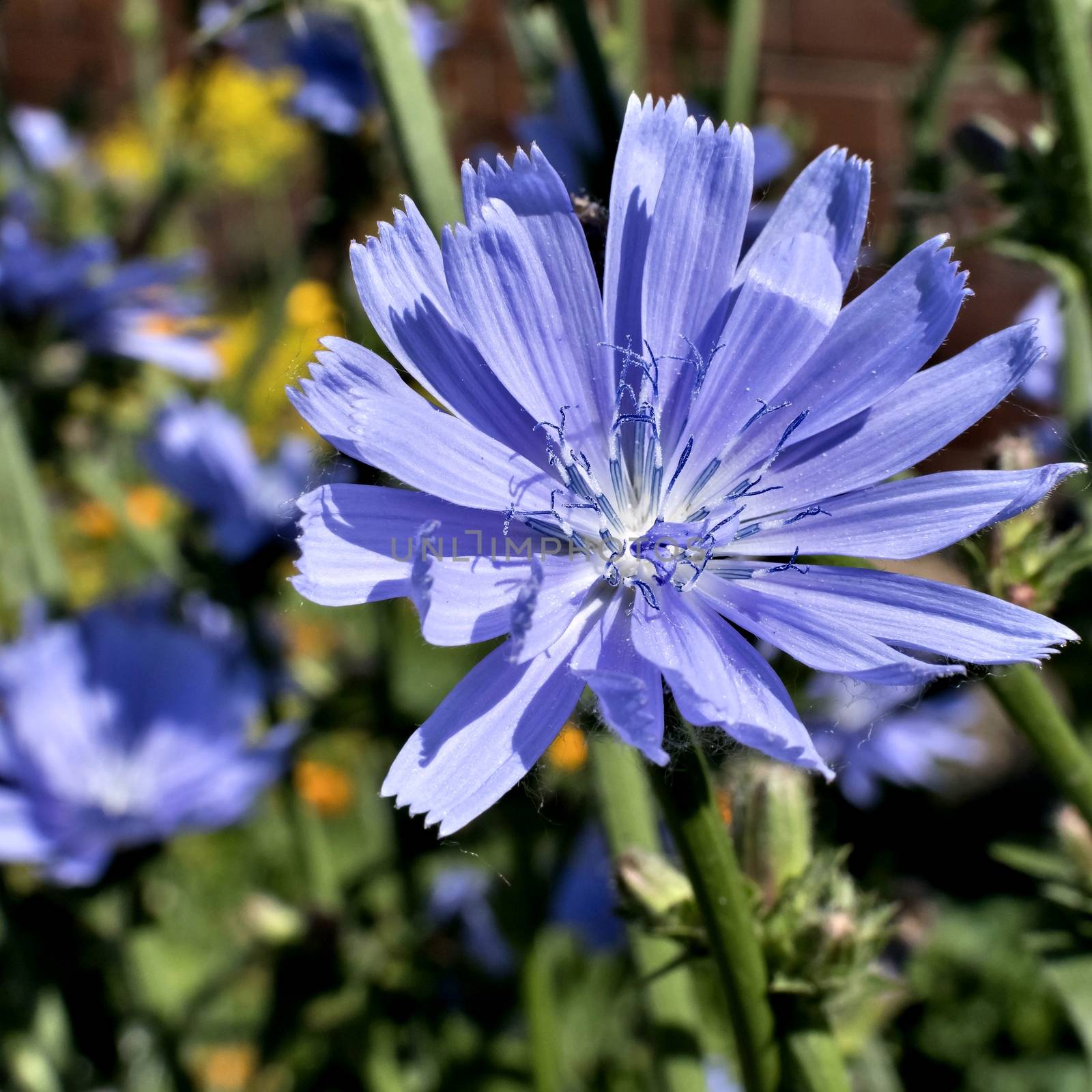 blue flower of chicory in the light of the morning sun, visible pistils, stamens, pollen