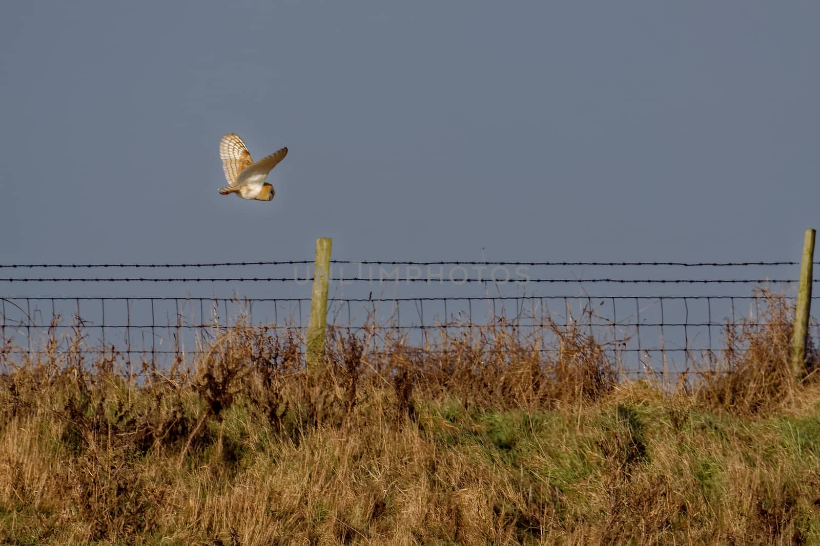 Barn Owl hunting at Elmley Marshes on a winter's afternoon by phil_bird