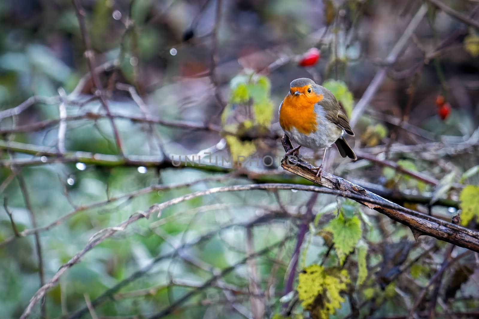 Robin (Erithacus rubecula) by phil_bird
