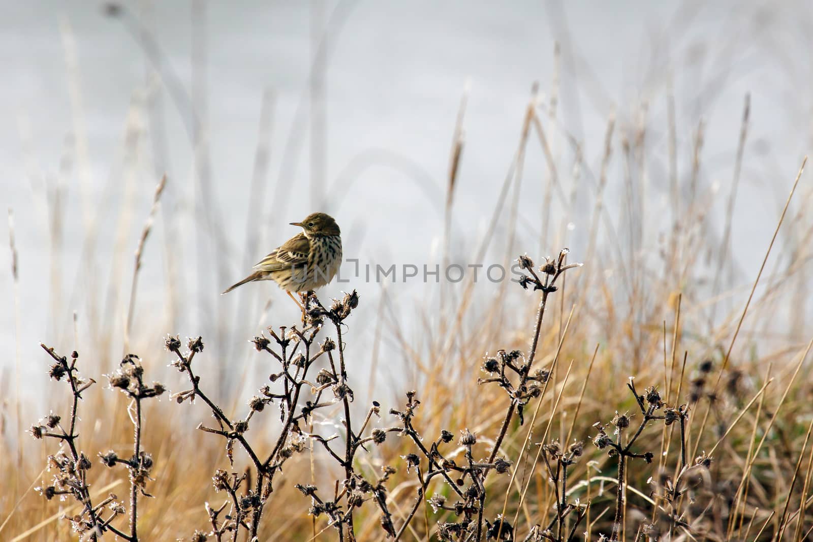 Alert Meadow Pipit on a Frosty Day by phil_bird