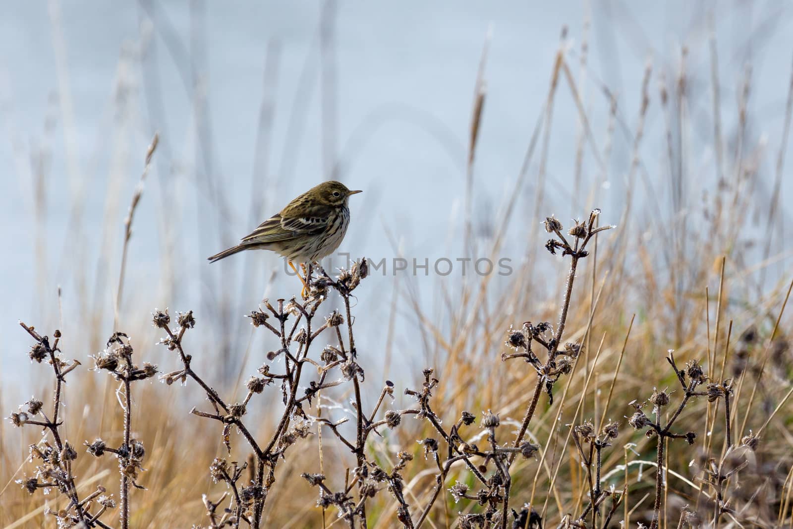 Meadow Pipit by phil_bird