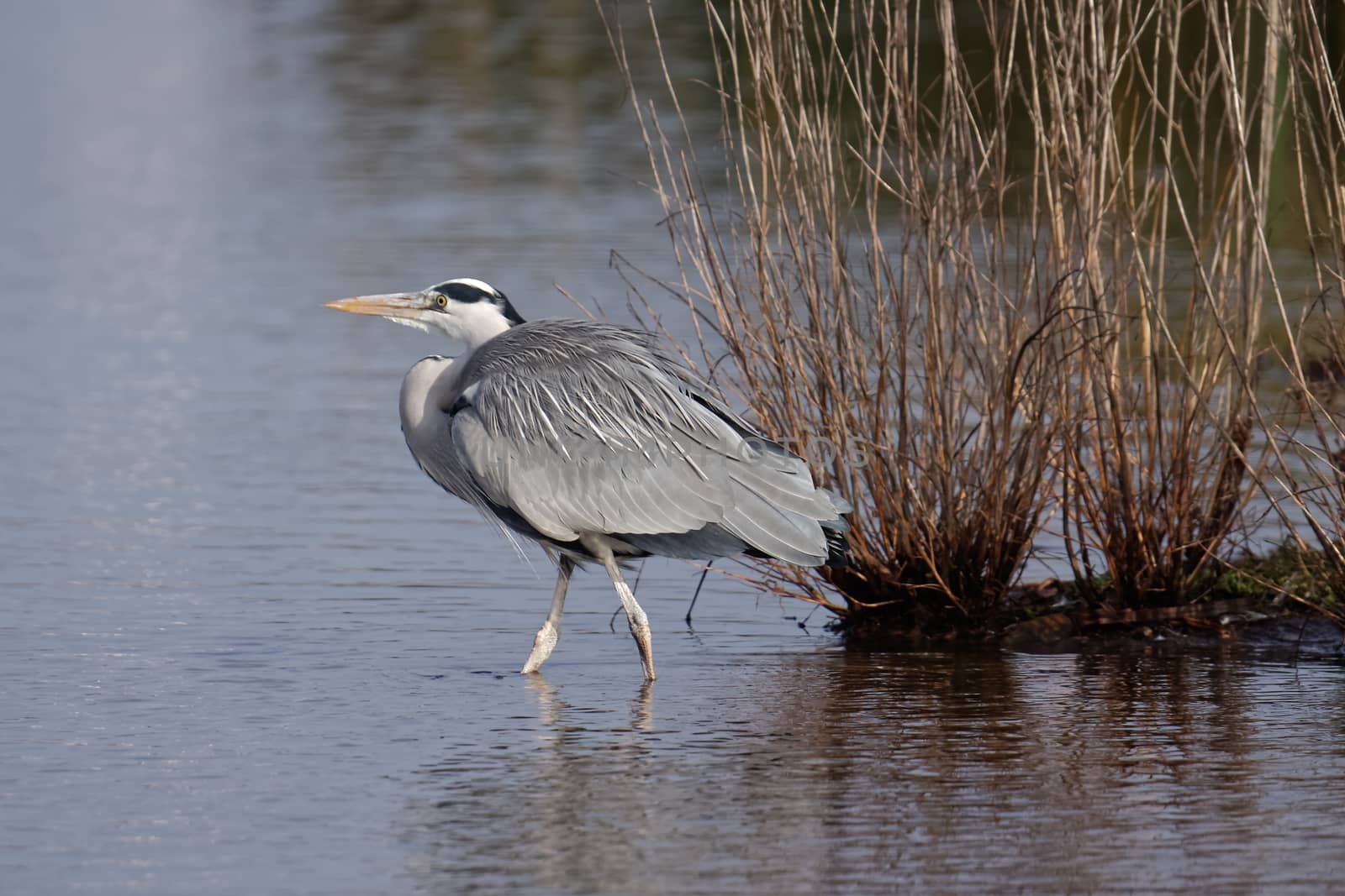 Grey Heron (Ardea cinerea) Walking into the Water