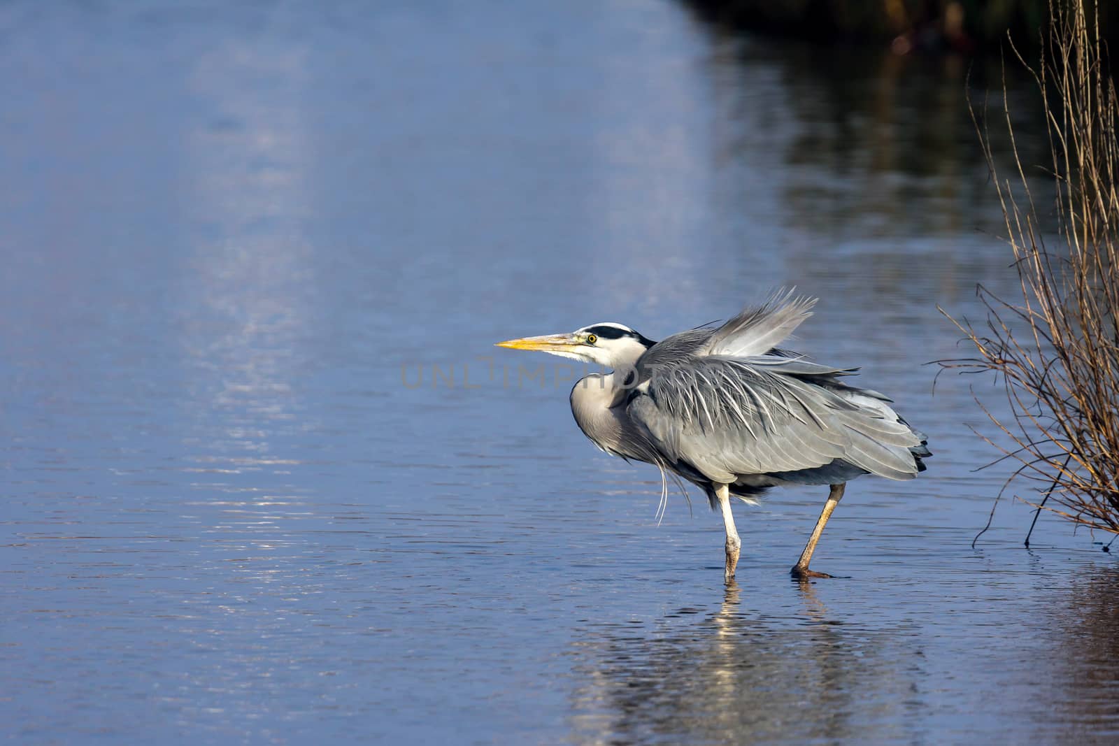 Grey Heron (Ardea cinerea) Walking into the Water