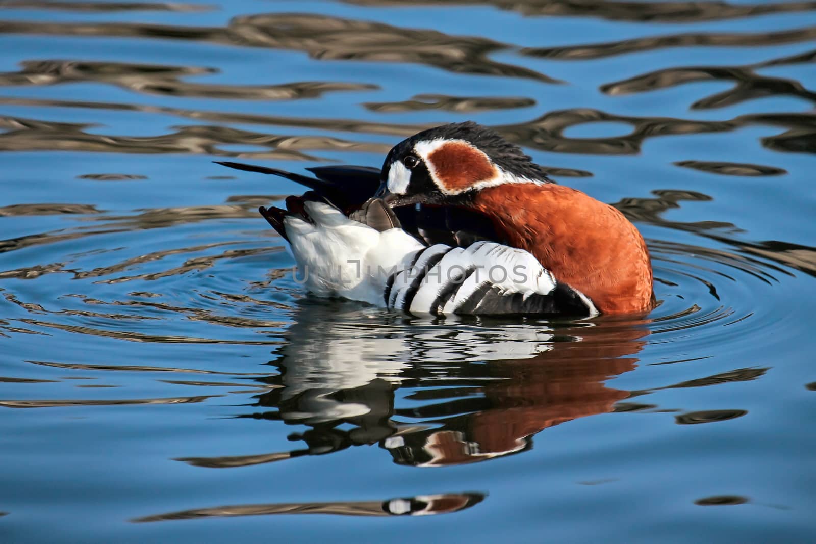 Red-breasted Goose (Branta ruficollis) Preening on Open Water by phil_bird