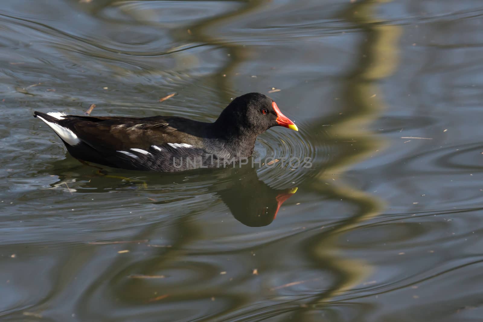 Common Moorhen (Gallinula chloropus) by phil_bird