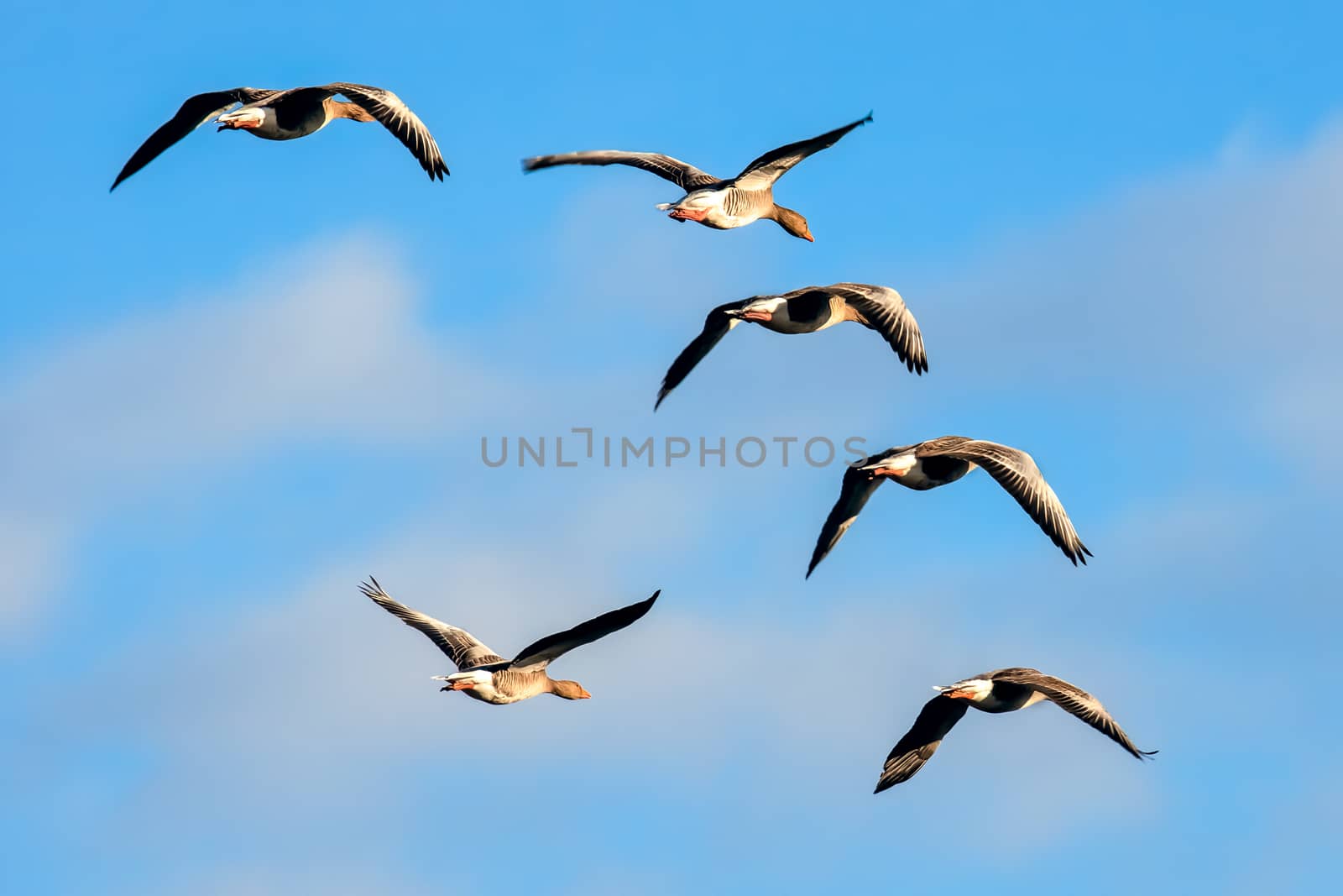 Greylag Geese (Anser anser) in Flight by phil_bird