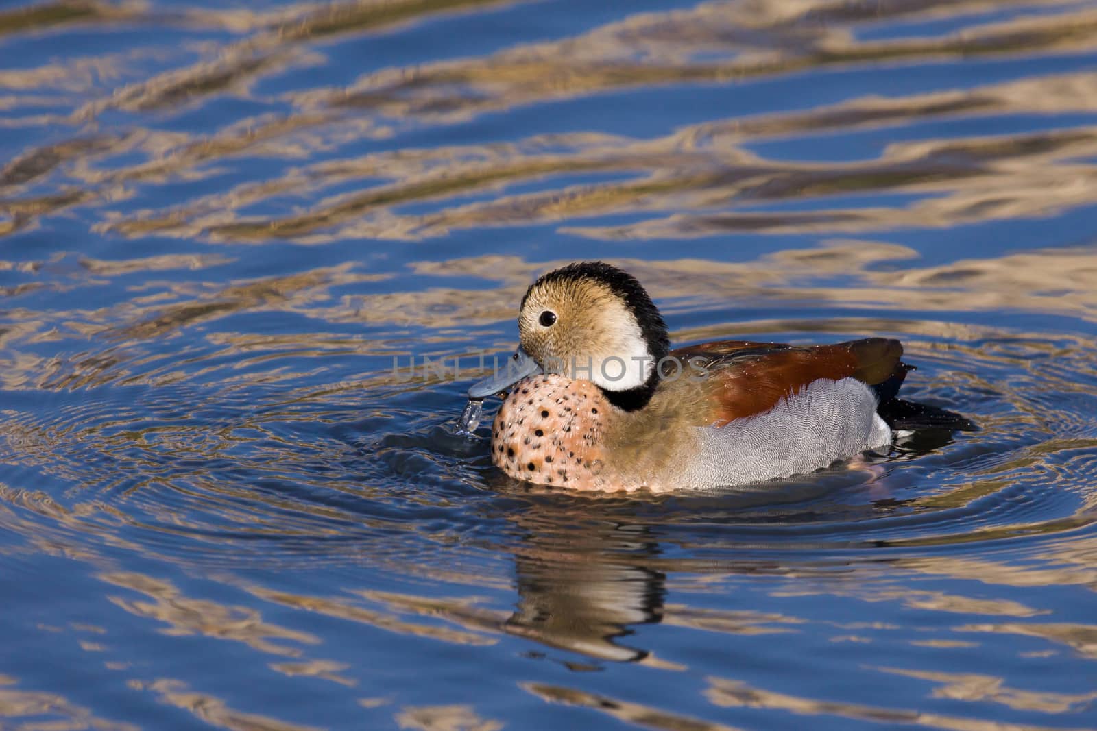 Ringed Teal (Callonetta leucophrys) by phil_bird