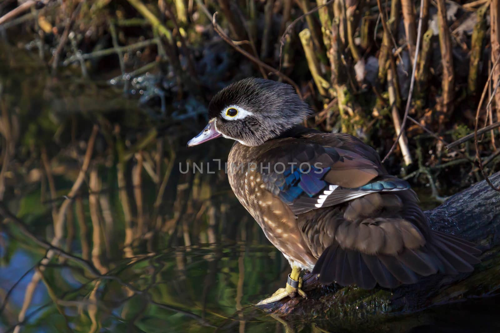 Wood Duck (Aix sponsa) by phil_bird