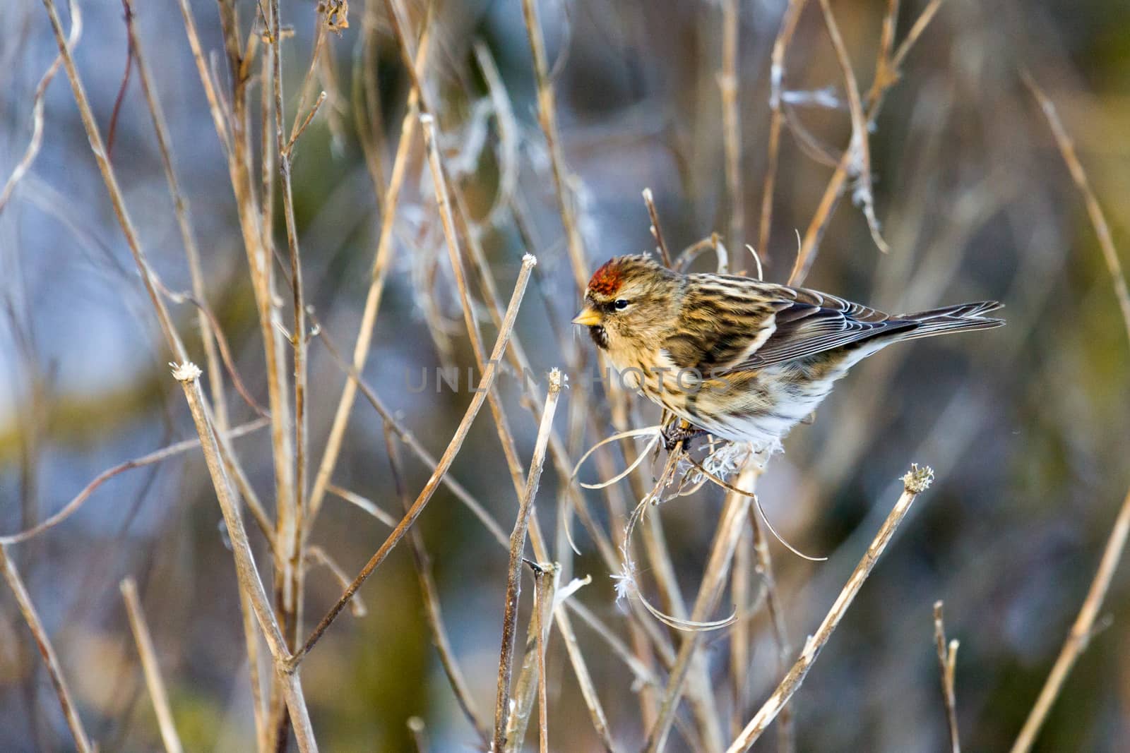 Common Redpoll (Carduelis flammea) Feeding on Plant Seeds by phil_bird