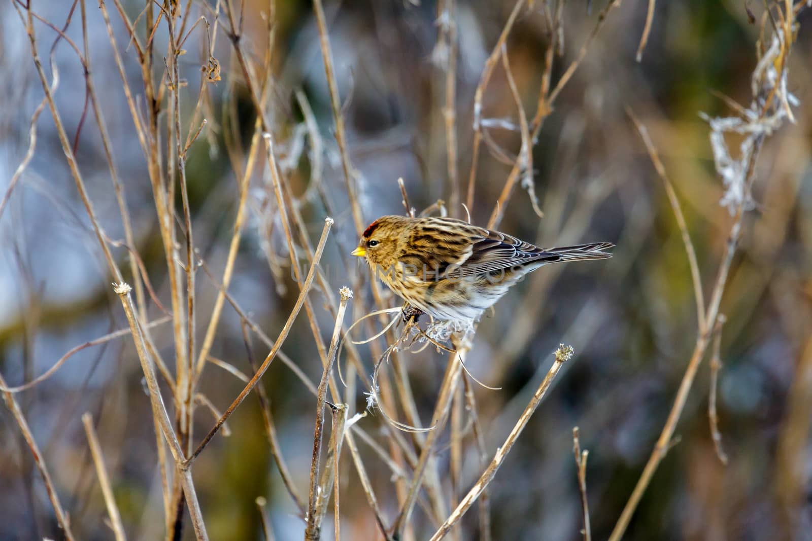 Common Redpoll (Carduelis flammea) Feeding on Plant Seeds