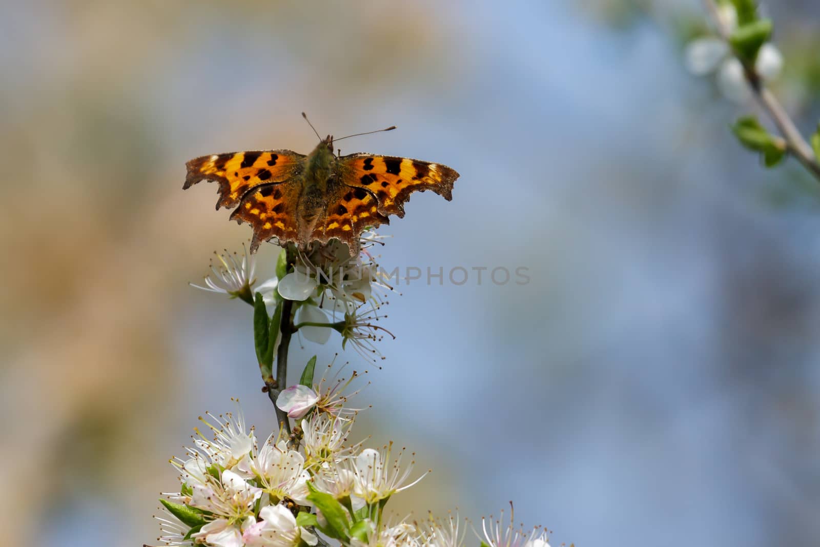 Comma Butterfly by phil_bird