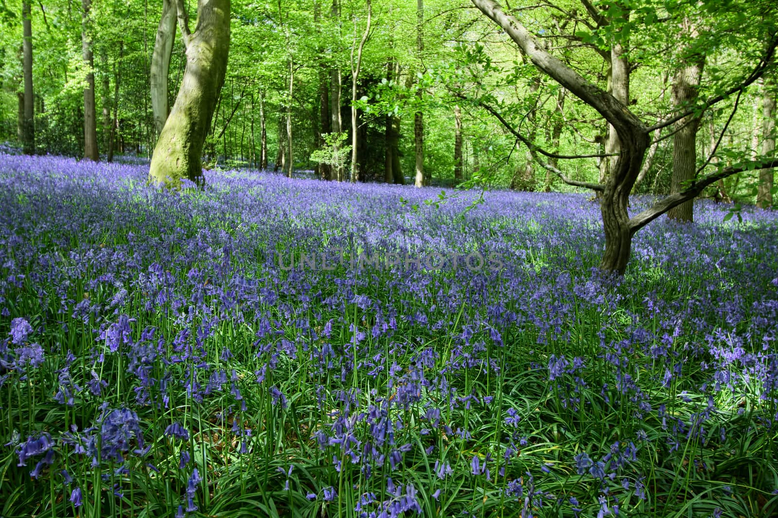 Bluebells in Staffhurst Woods near Oxted Surrey