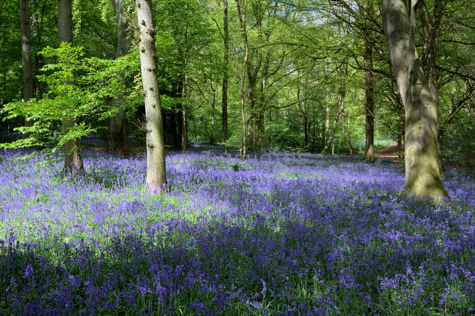 Bluebells in Staffhurst Woods near Oxted Surrey by phil_bird