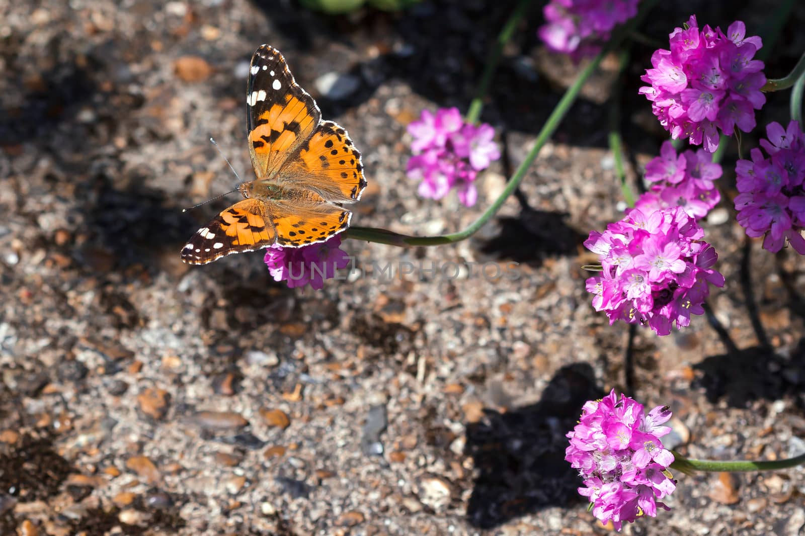 Close-up of a Painted Lady (Vanessa cardui) Butterfly