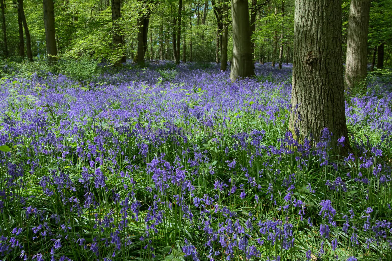 Bluebells in Staffhurst Woods near Oxted Surrey by phil_bird