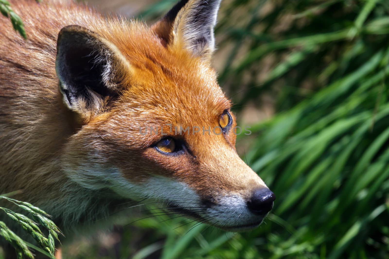 Close-up of a Red Fox (Vulpes vulpes) by phil_bird