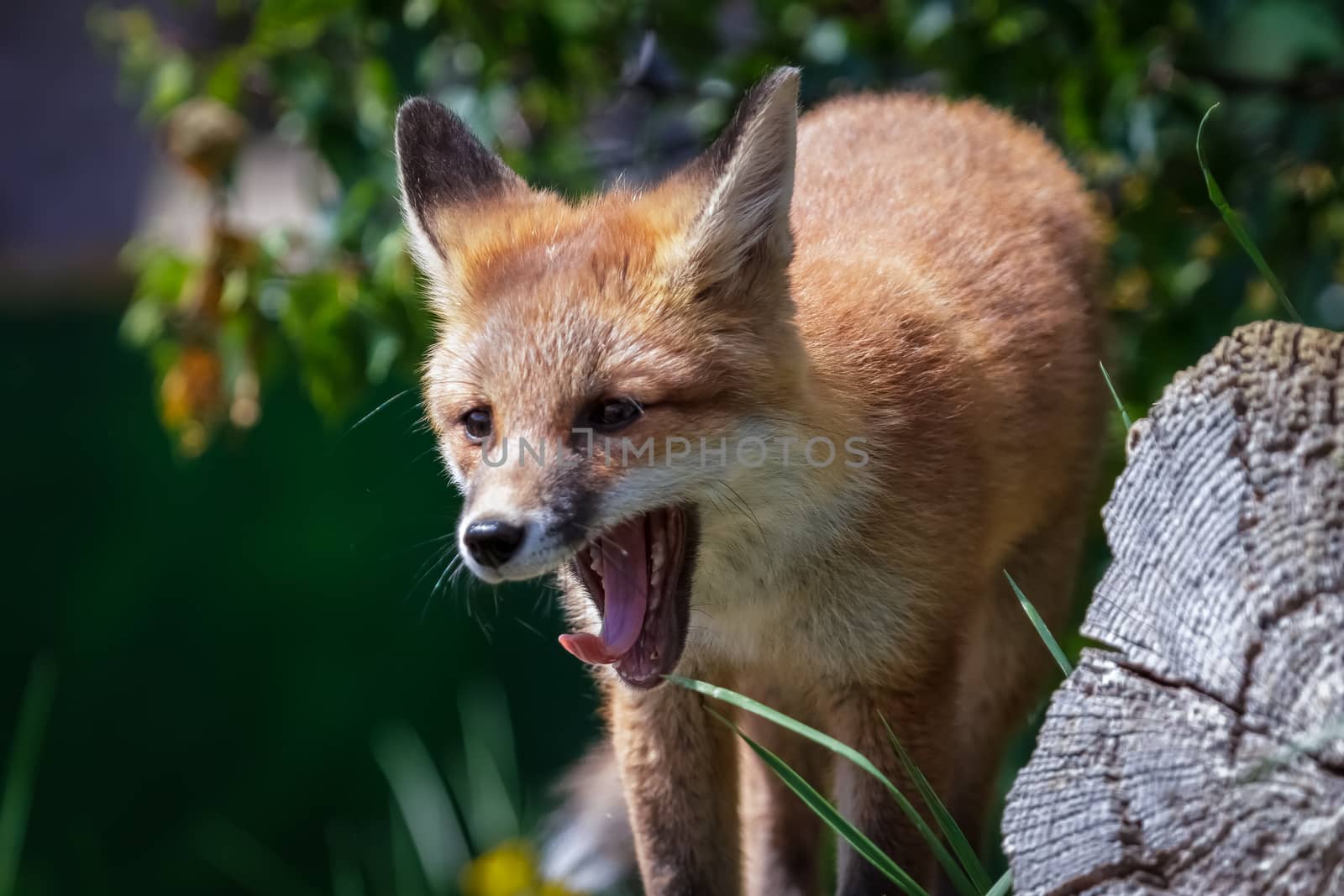 Fox Cub by phil_bird