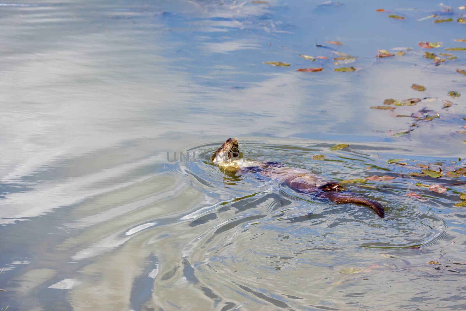 Eurasian Otter (Lutra lutra) Doing the Backstroke