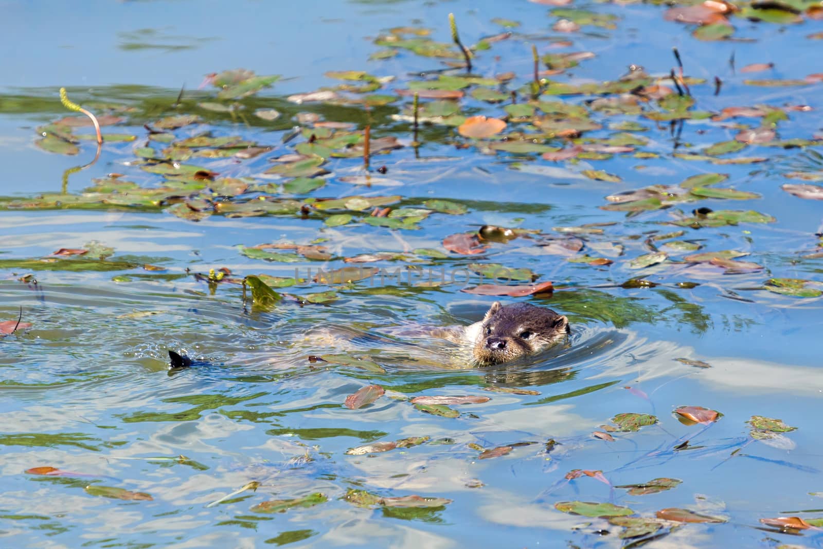 Eurasian Otter (Lutra lutra) in Natural Habitat by phil_bird