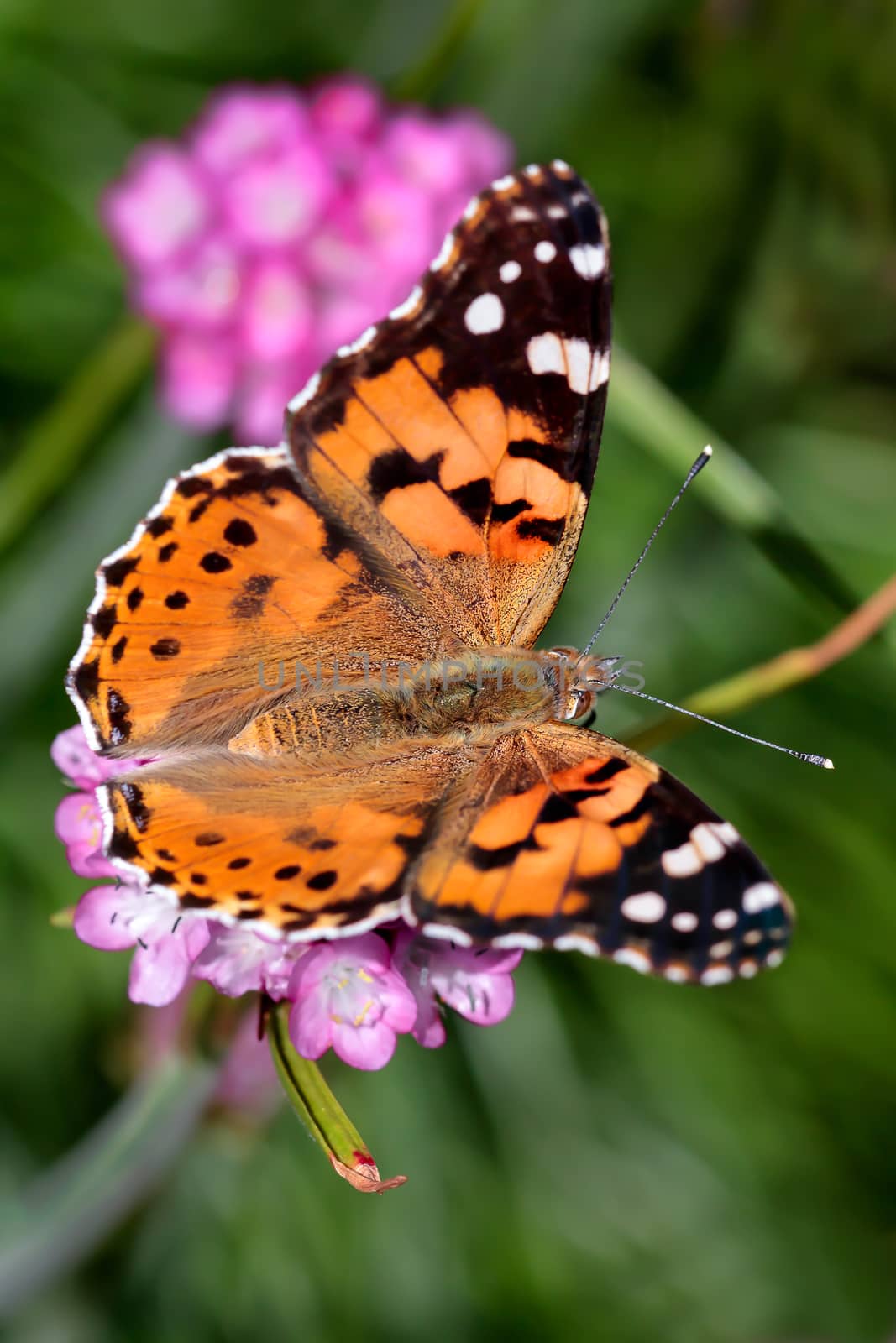 Close-up of a Painted Lady (Vanessa cardui) Butterfly by phil_bird