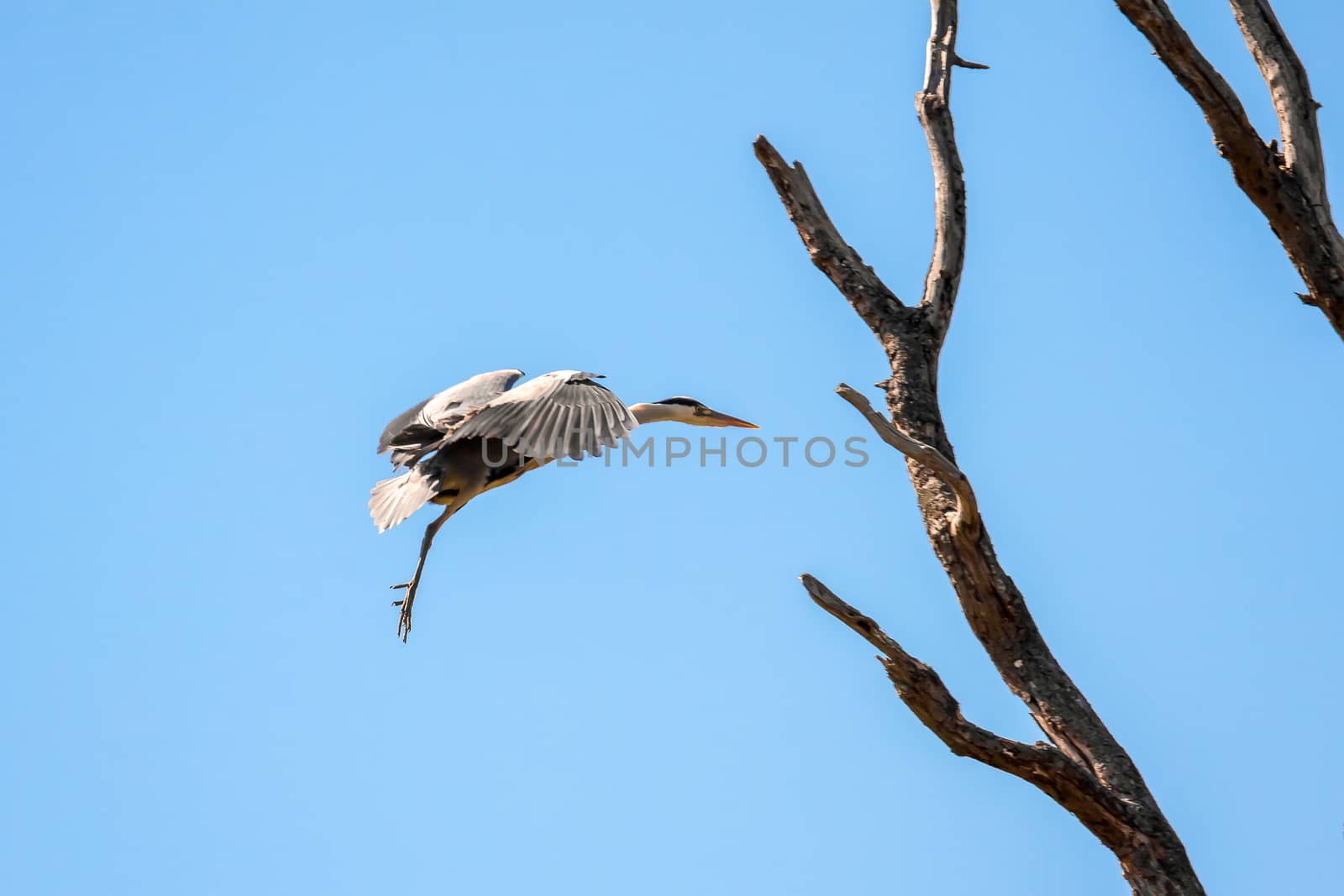 Grey Heron (Ardea cinerea) Approaching the Nest by phil_bird