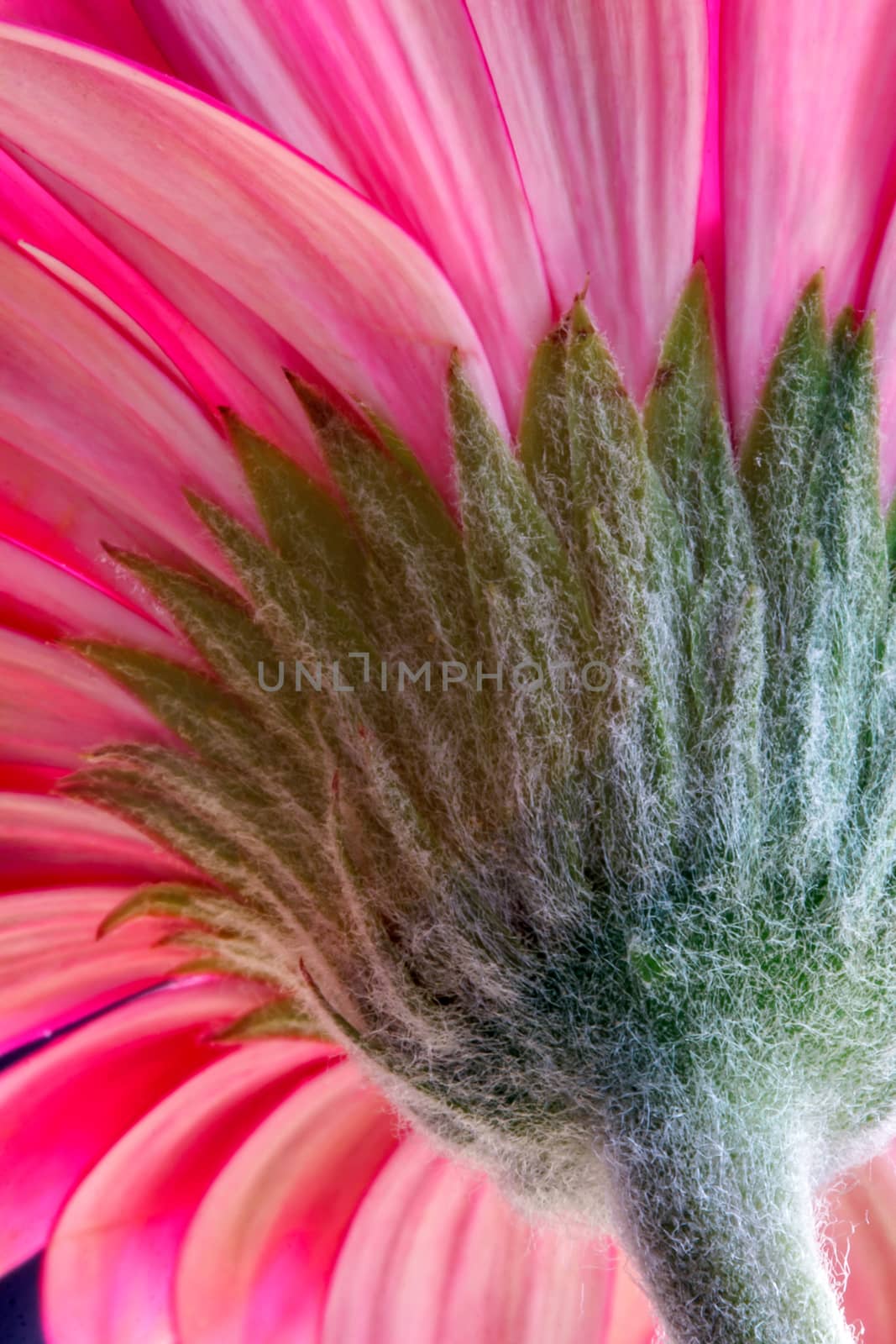 Pink Gerbera (Asteraceae)