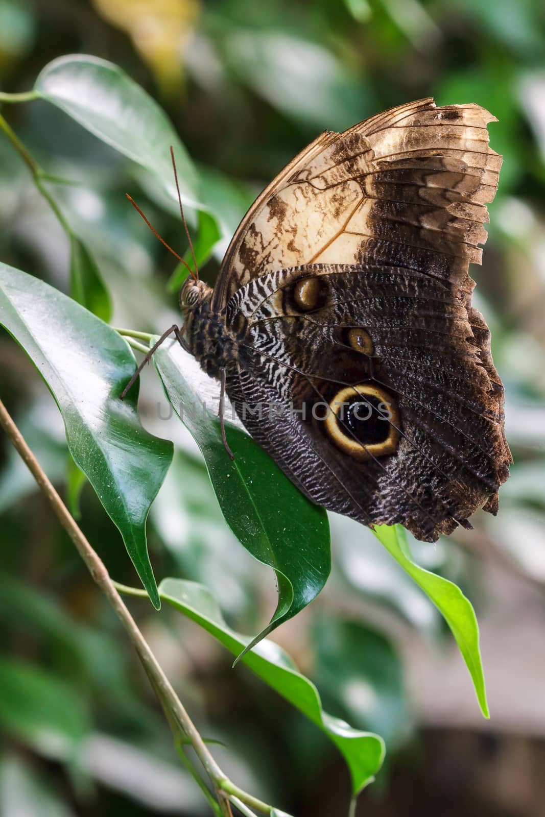 Owl Butterfly (Caligo memnon) by phil_bird