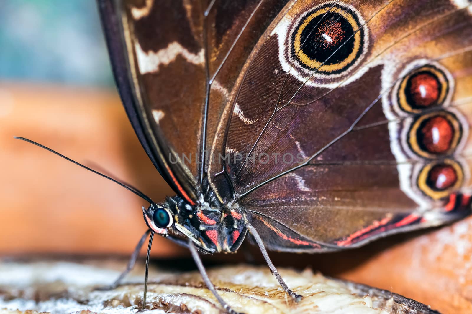 Blue Morpho Butterfly ( Morpho peleides) Feeding on Rotting Frui by phil_bird