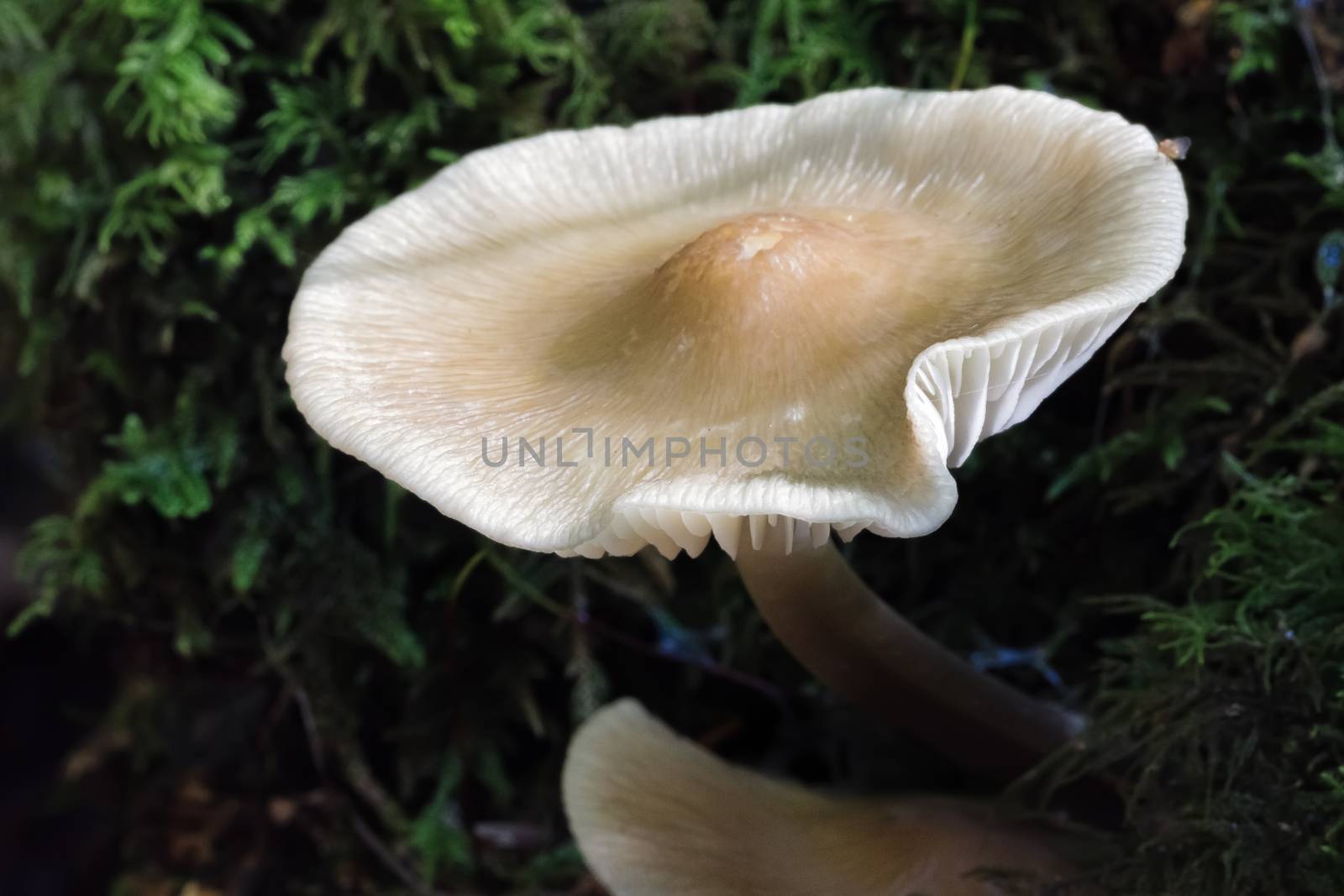Bonnet Mycena Fungus (Mycena galericulata) by phil_bird