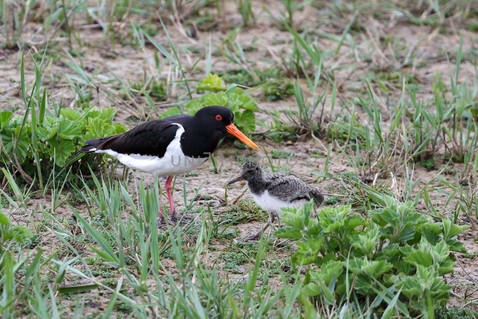 Oystercatcher (Haematopus ostralegus) with Chick by phil_bird