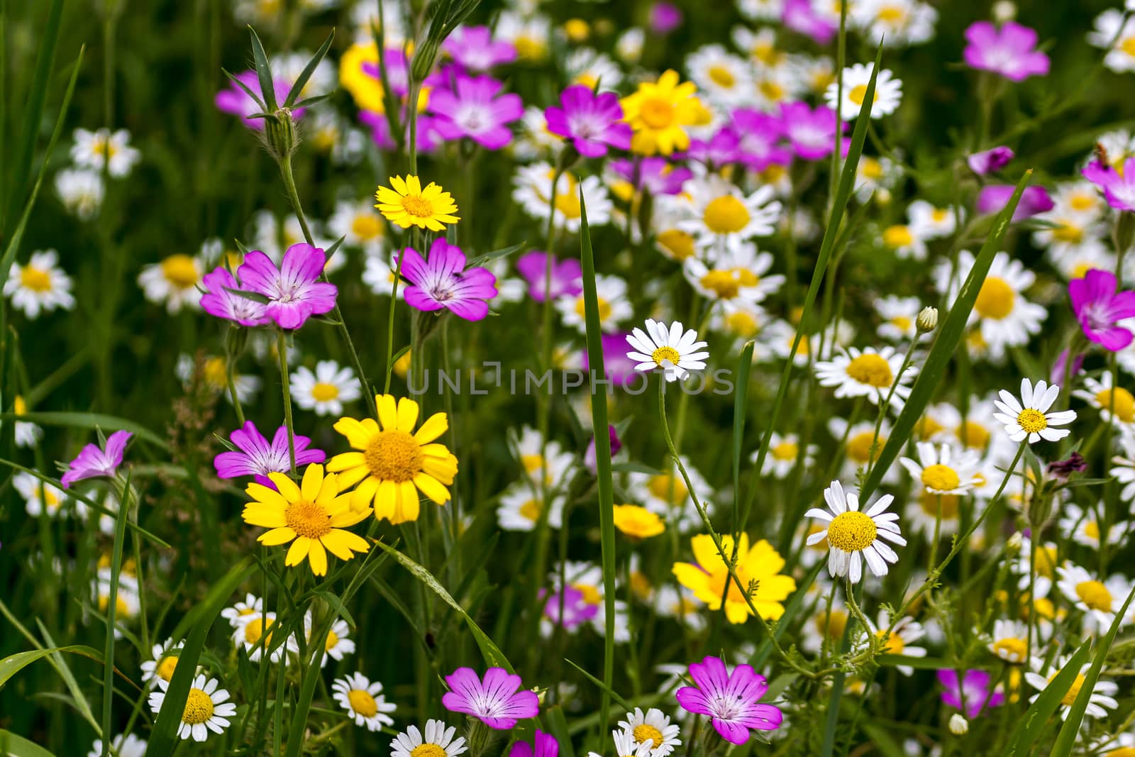 English Country Garden