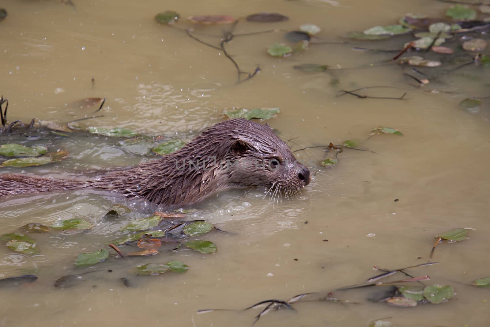 Otter Swimming by phil_bird