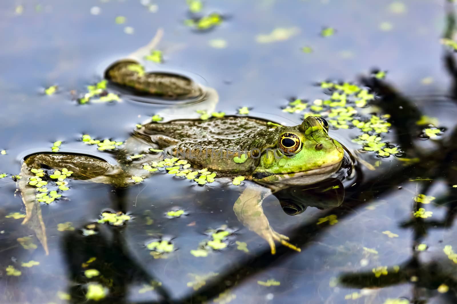 Marsh Frog by phil_bird