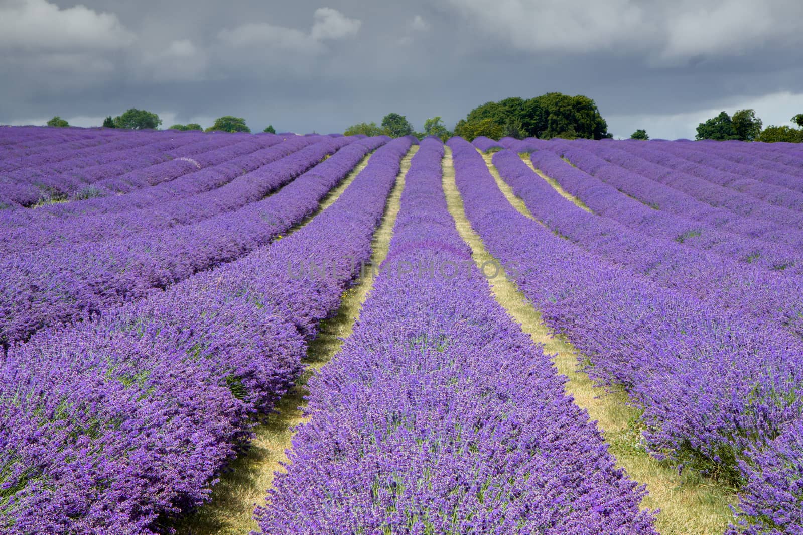 Lavender Field in Banstead Surrey by phil_bird
