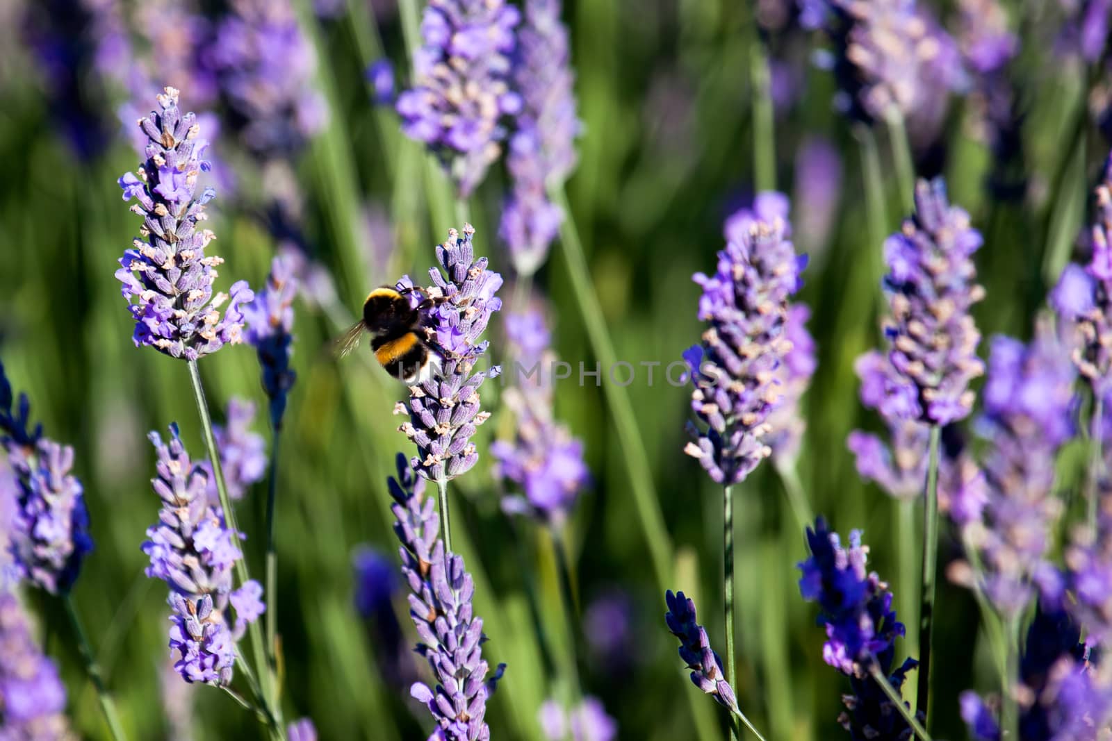 Bumble Bee on Lavender by phil_bird