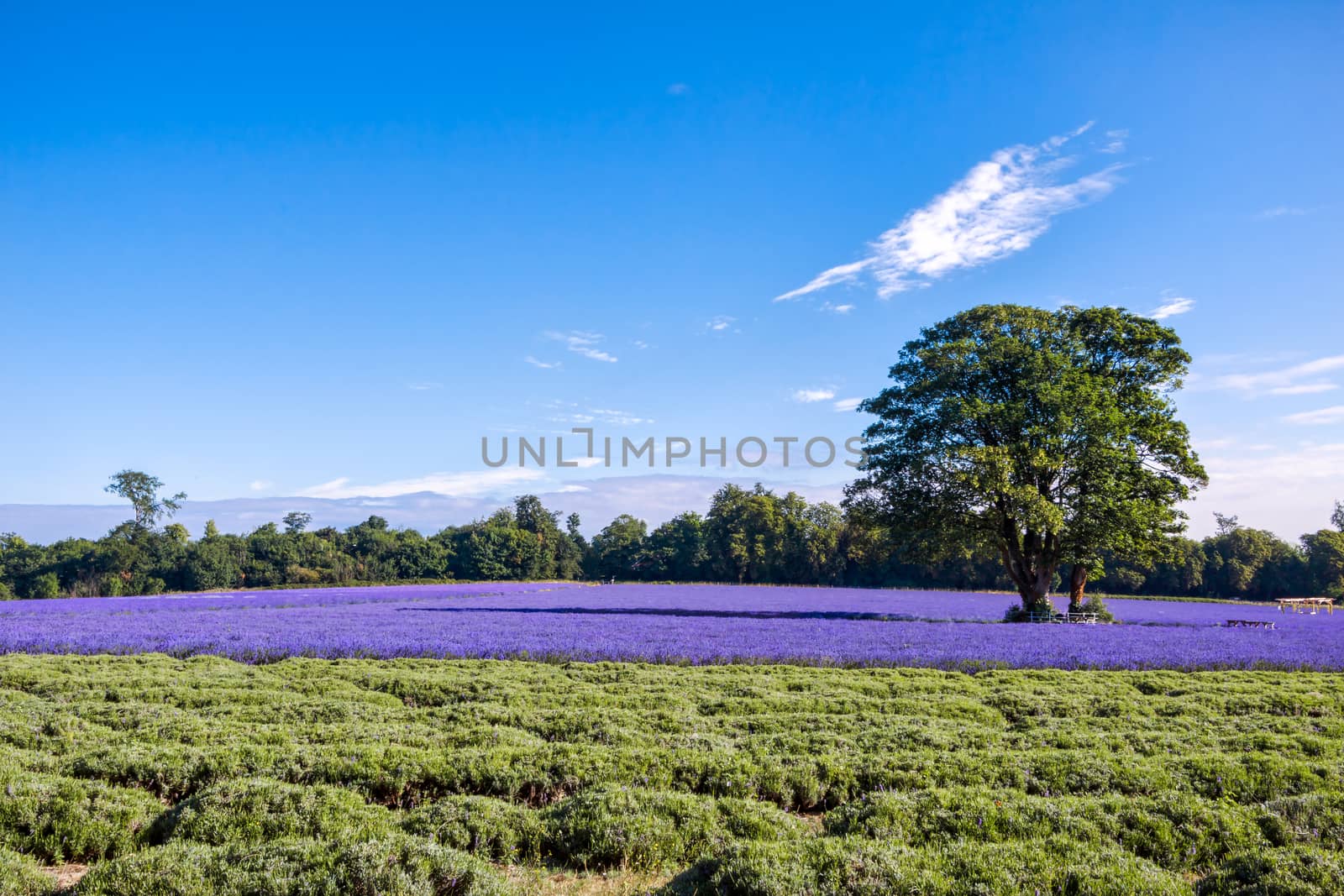 Lavender Field in Banstead Surrey