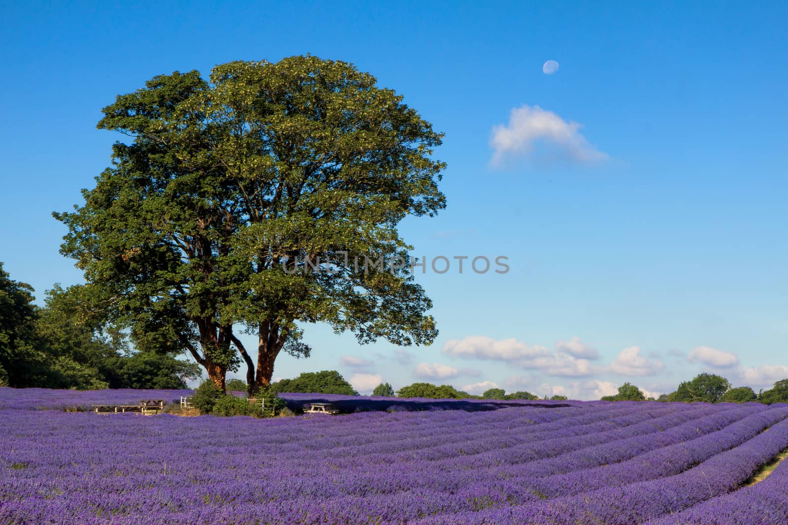 Lavender Field in Banstead Surrey