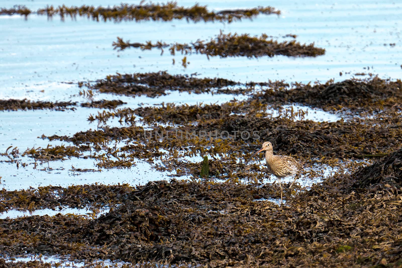 Curlew Walking along the Coquet River by phil_bird