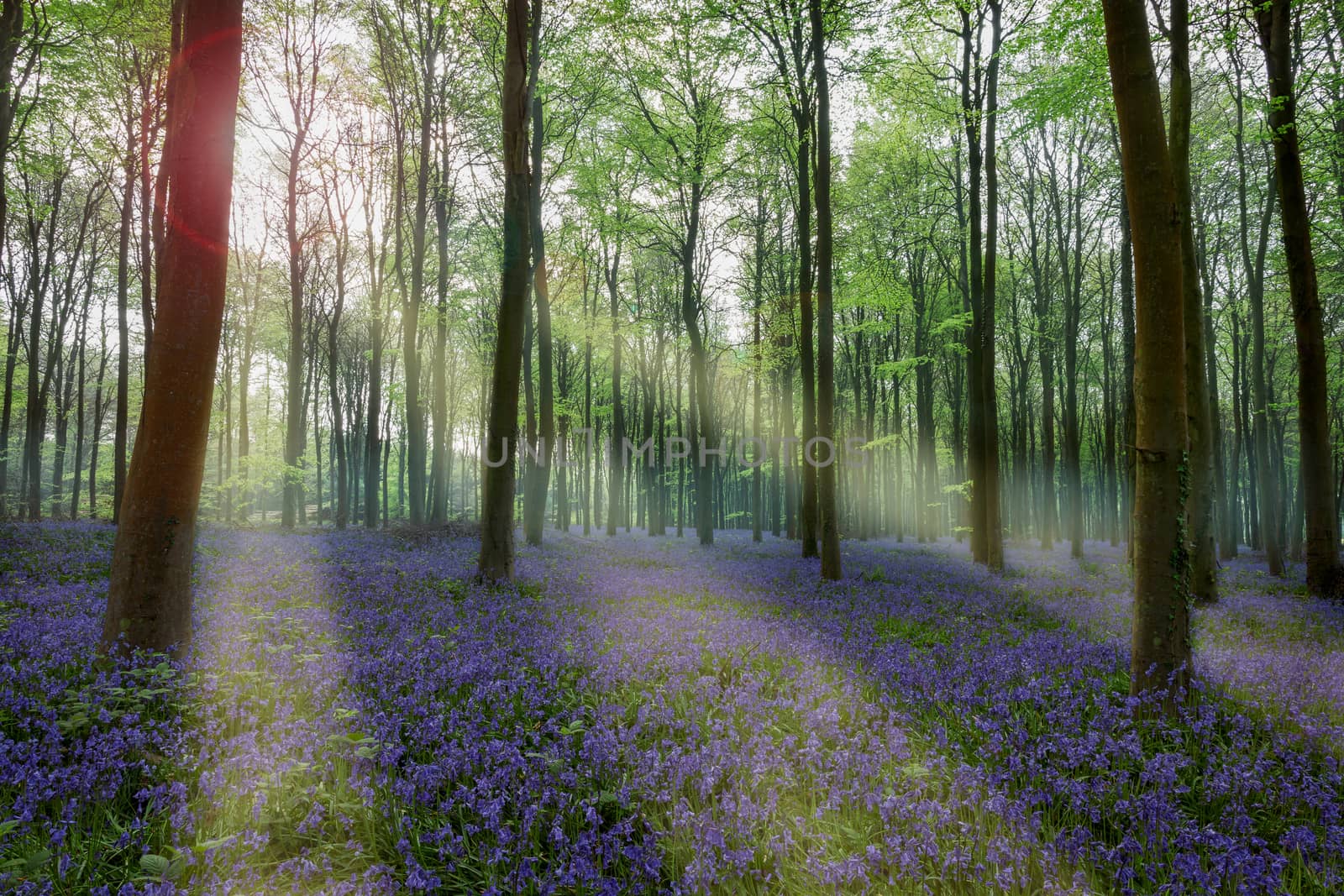 Bluebells in Wepham Woods by phil_bird