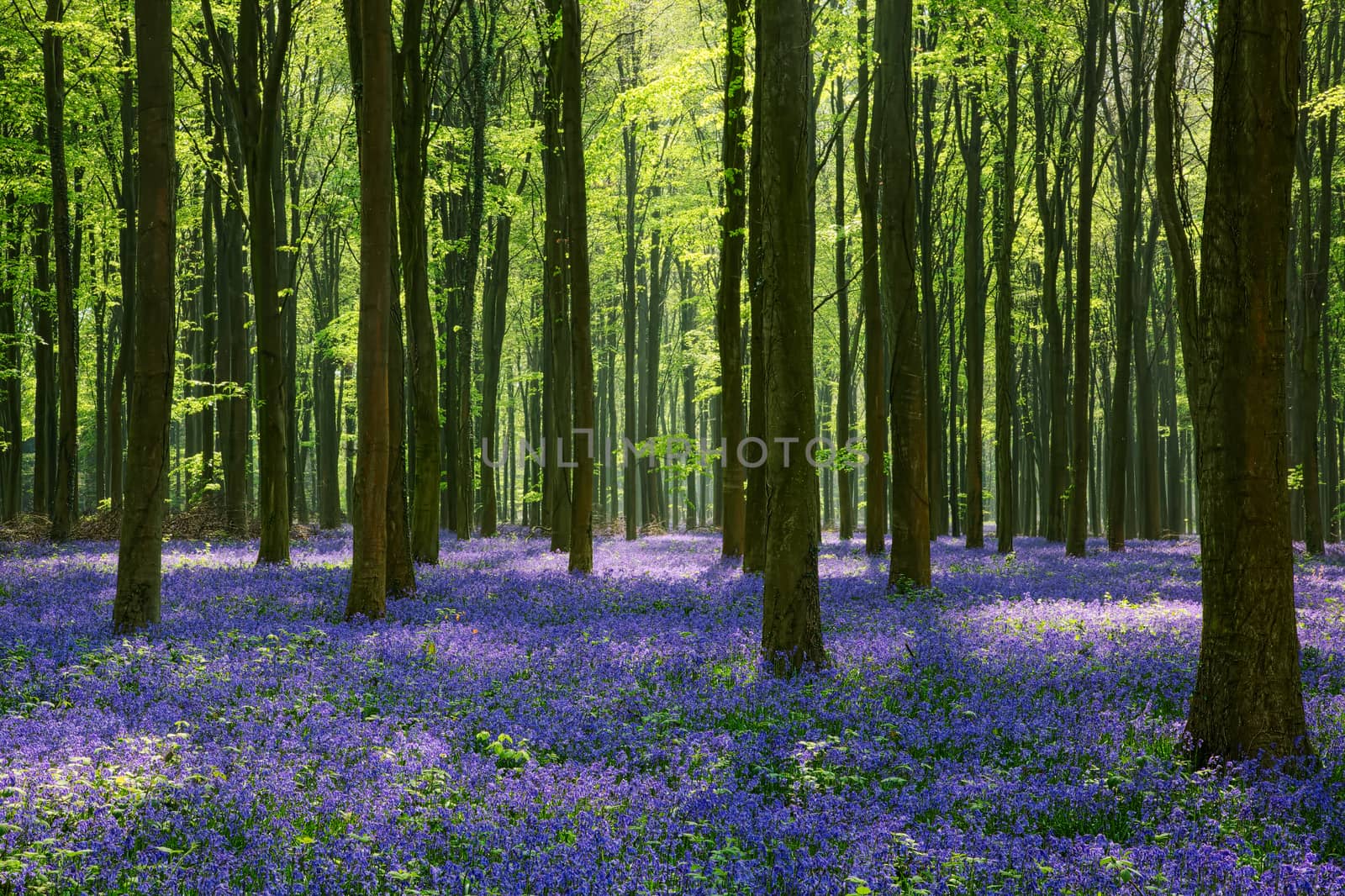 Bluebells in Wepham Woods by phil_bird