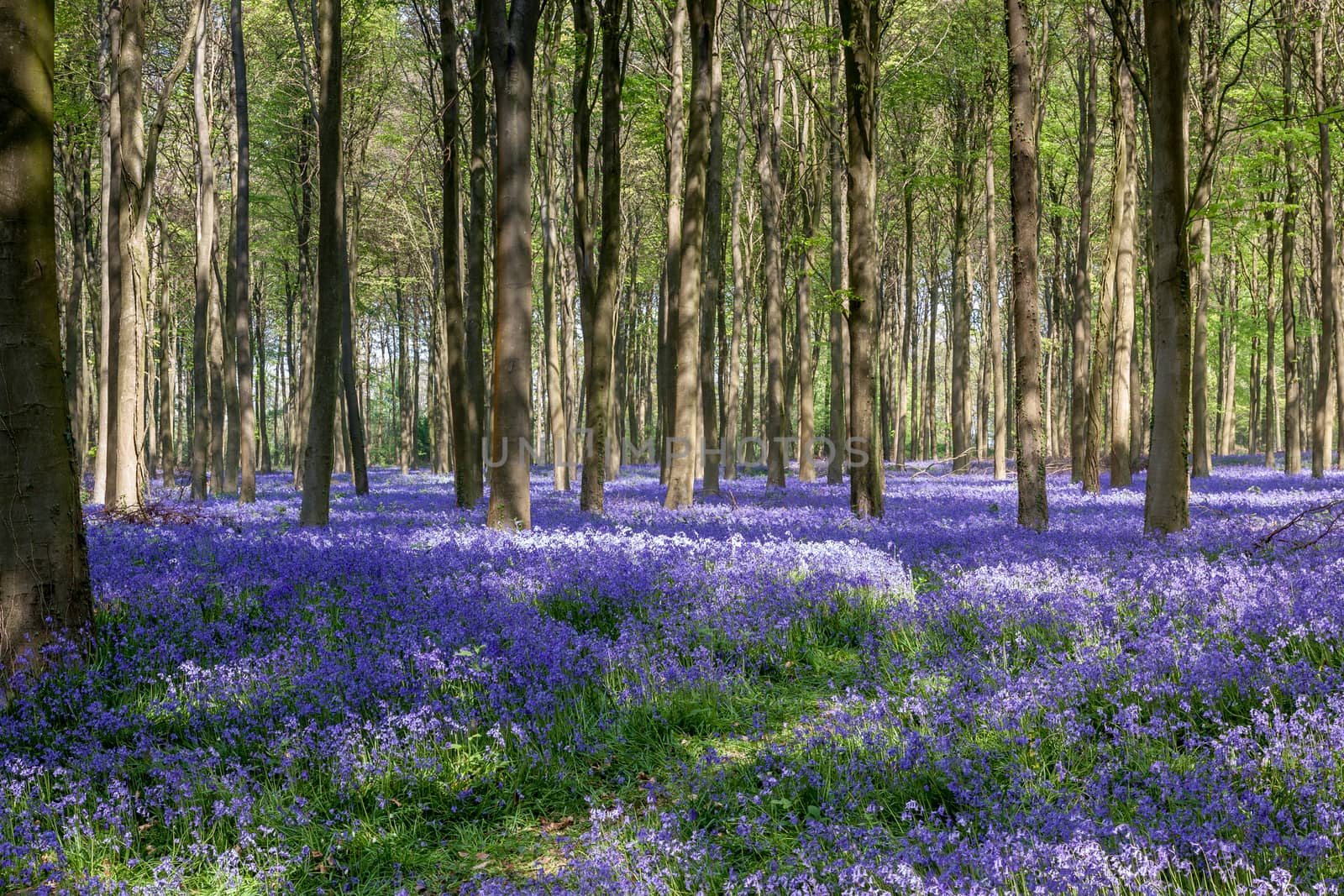 Bluebells in Wepham Wood by phil_bird