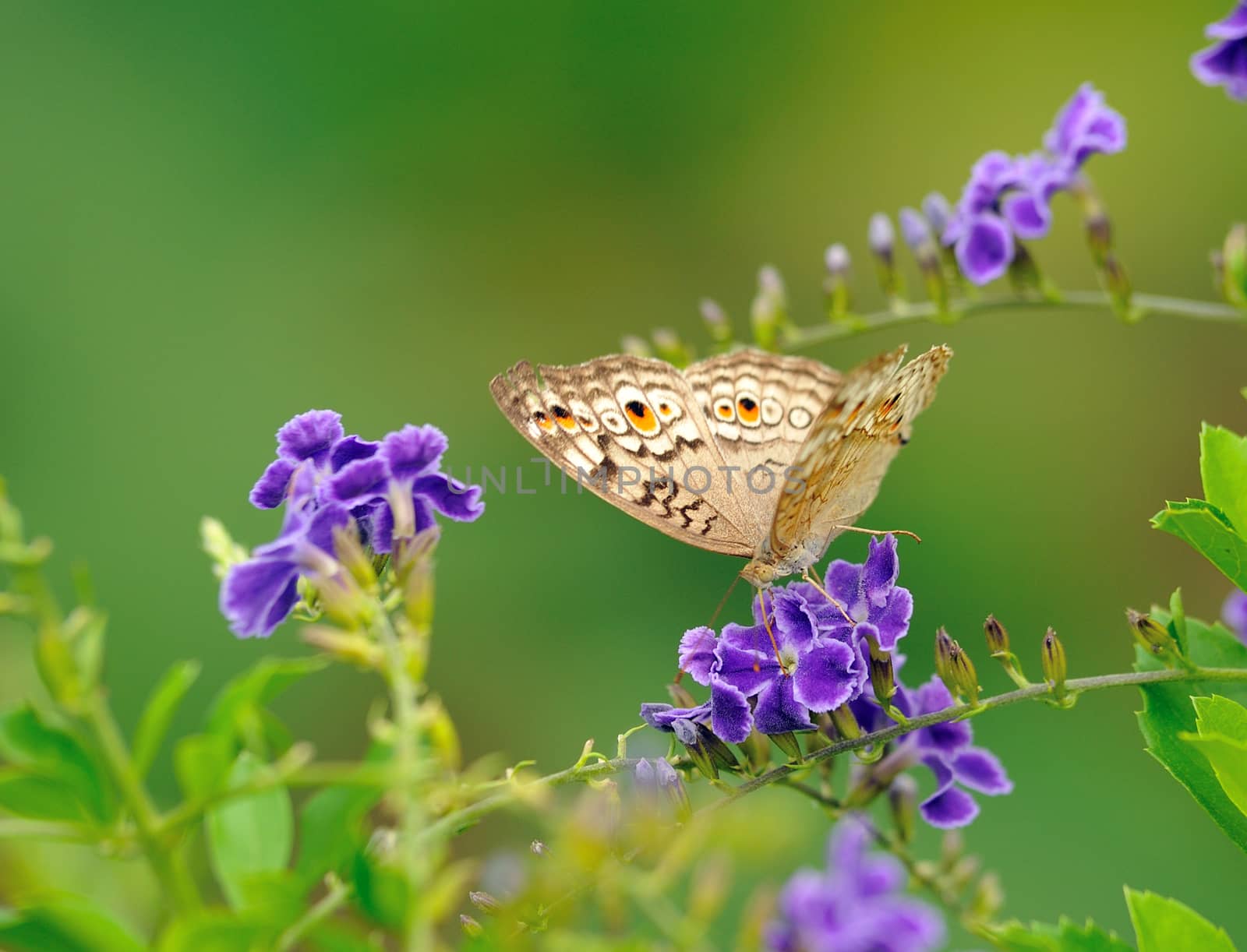  Butterfly on a flower  by sommai